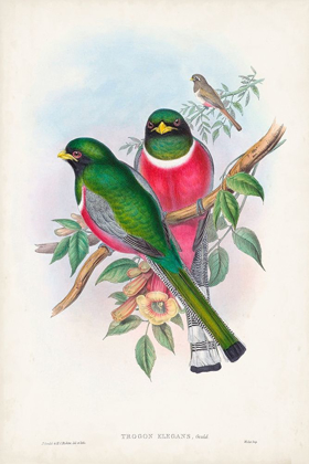 Picture of GOULD TROPICAL BIRDS VII