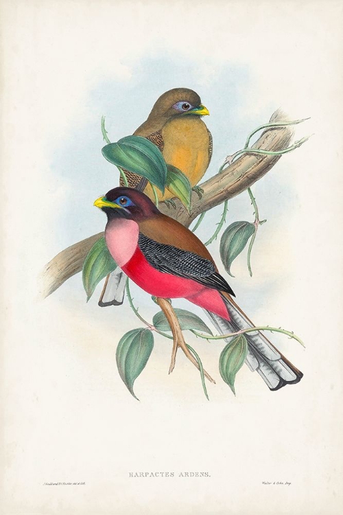 Picture of GOULD TROPICAL BIRDS VIII