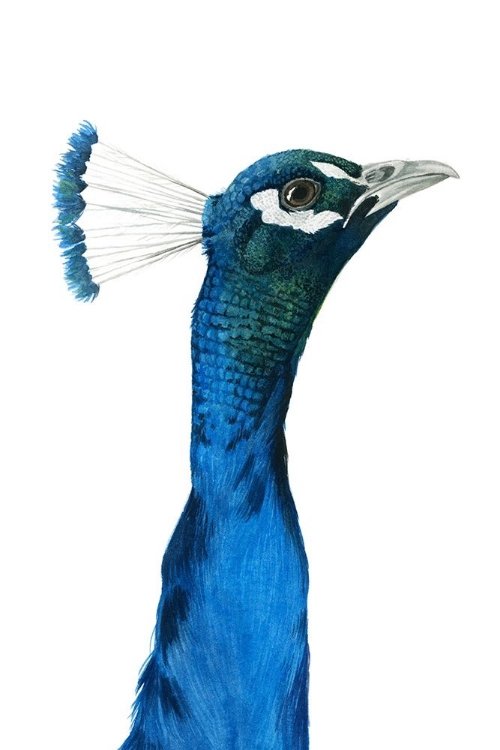 Picture of PEACOCK PORTRAIT I