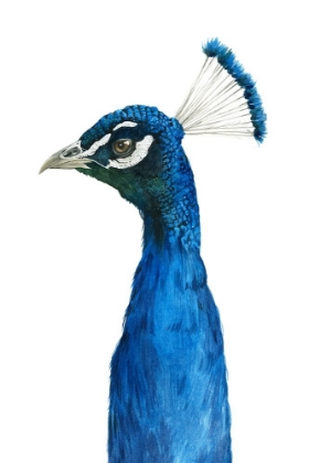 Picture of PEACOCK PORTRAIT II