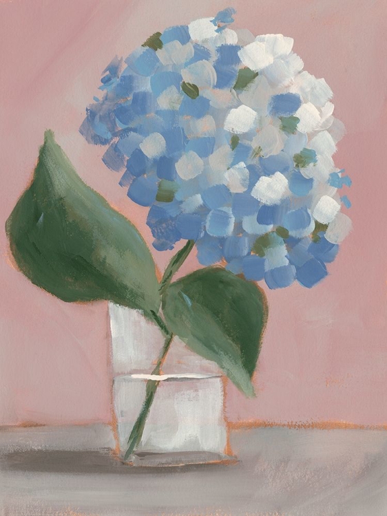 Picture of SINGLE HYDRANGEA II