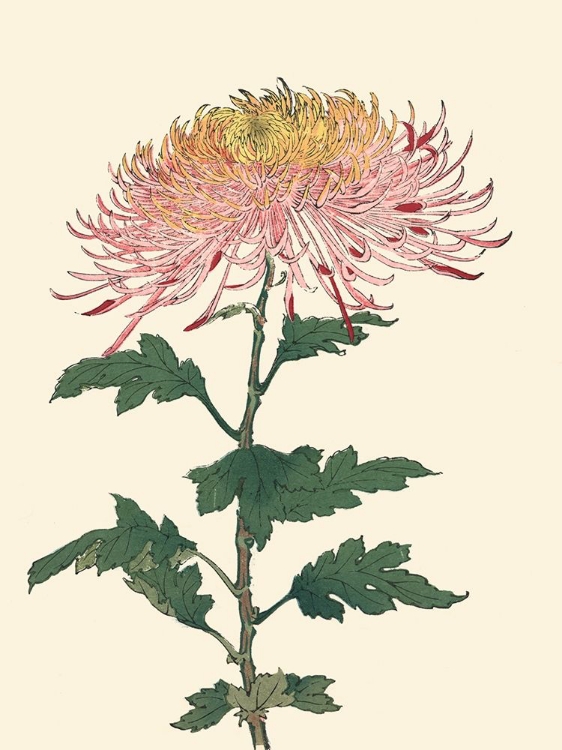 Picture of CHRYSANTHEMUM WOODBLOCK II