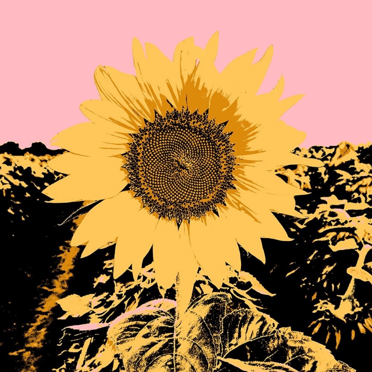 Picture of POP ART SUNFLOWER III