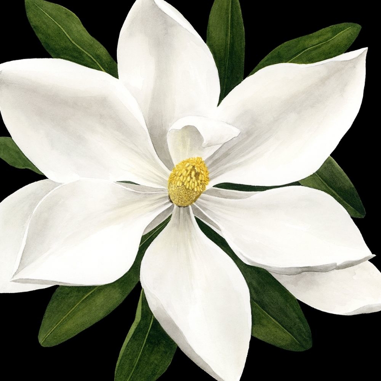 Picture of MIDNIGHT MAGNOLIA I