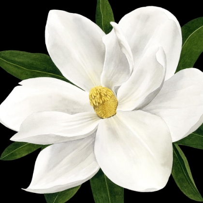 Picture of MIDNIGHT MAGNOLIA II