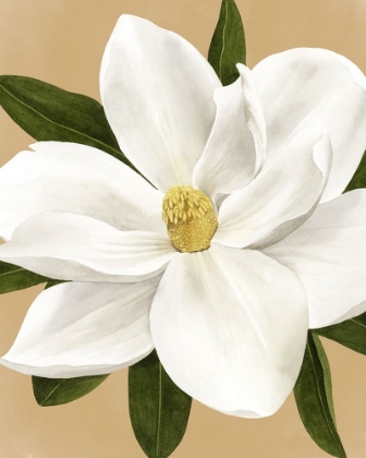 Picture of MAGNOLIA ON GOLD I