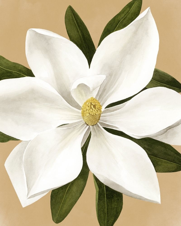 Picture of MAGNOLIA ON GOLD II