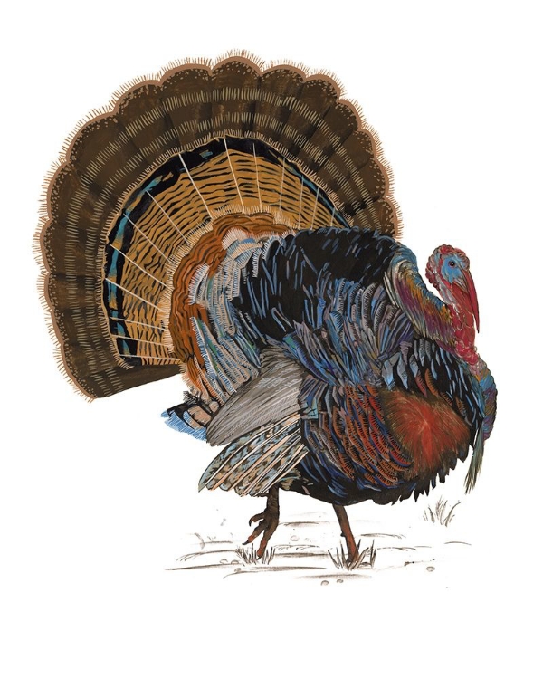 Picture of TURKEY STUDY I