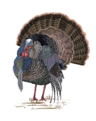 Picture of TURKEY STUDY II