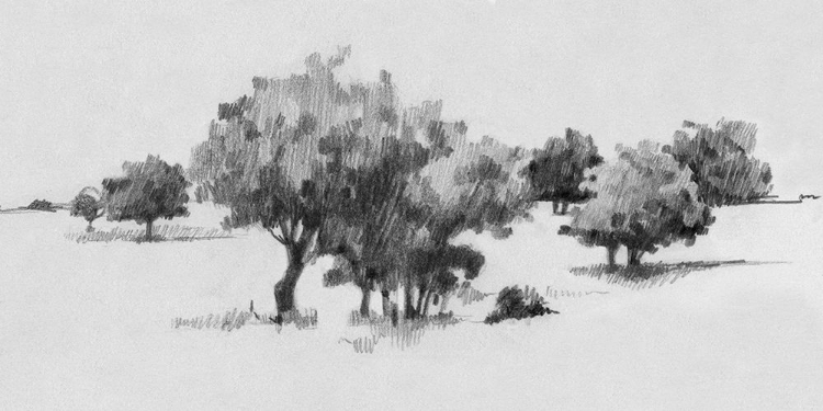 Picture of TREELINE SKETCH II