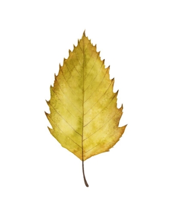 Picture of FALL LEAF STUDY I