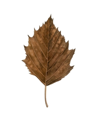 Picture of FALL LEAF STUDY III