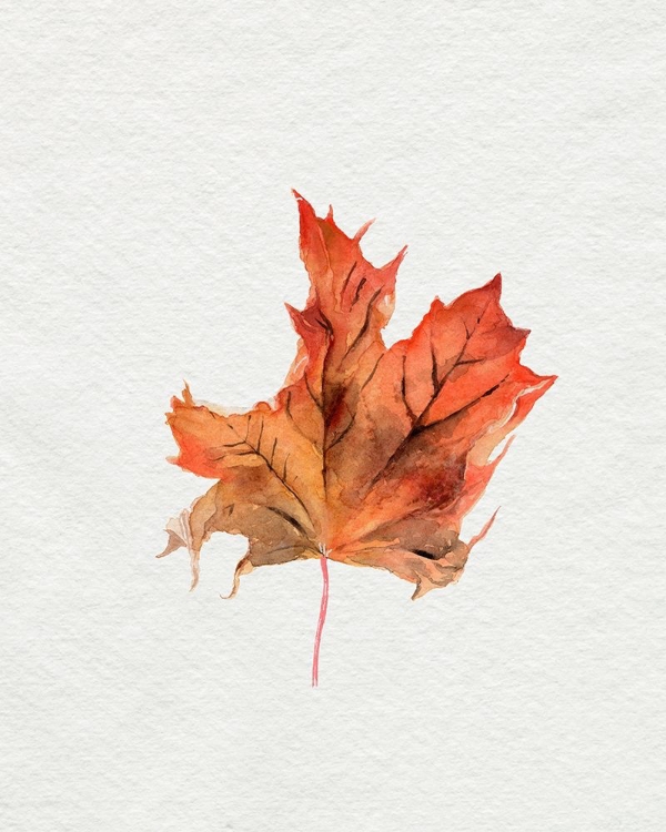 Picture of WATERCOLOR AUTUMN LEAF II