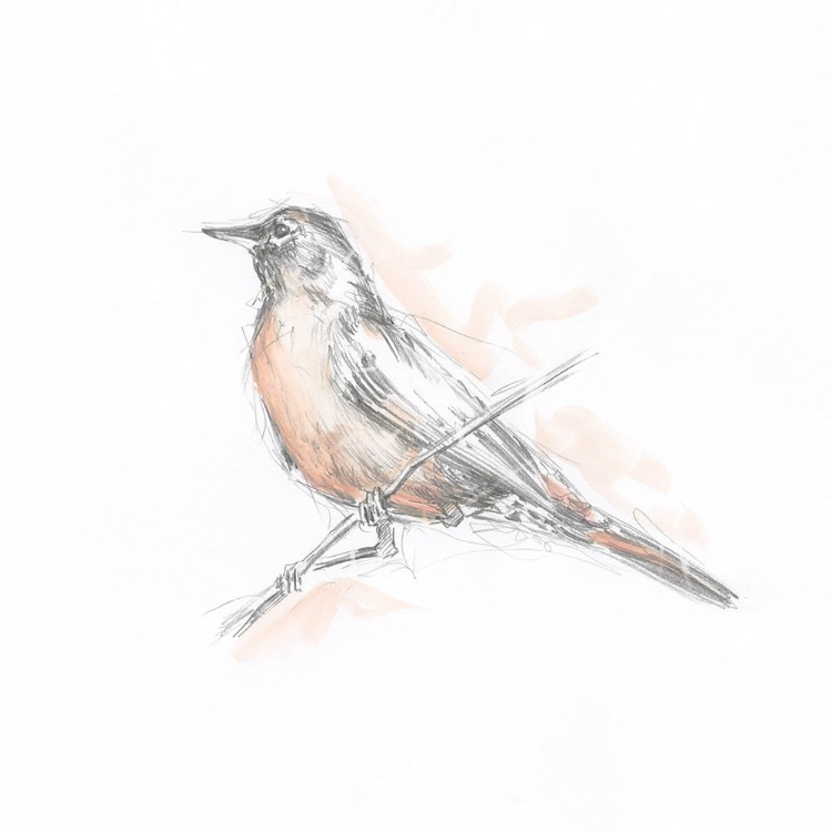 Picture of ROBIN BIRD SKETCH II