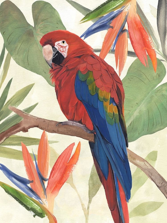 Picture of TROPICAL PARROT COMPOSITION II