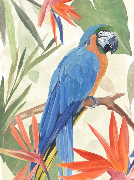 Picture of TROPICAL PARROT COMPOSITION IV