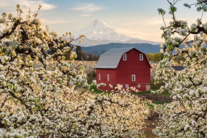 Picture of FAIRYTALE BARN