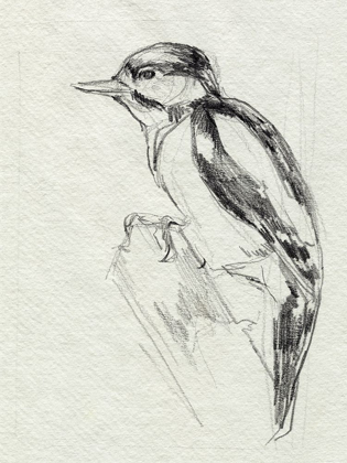 Picture of WOODPECKER SKETCH I