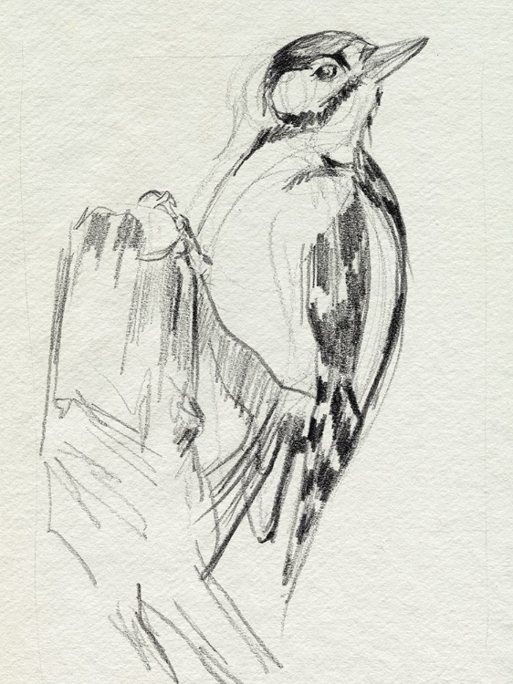 Picture of WOODPECKER SKETCH II