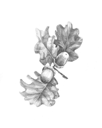 Picture of OAK LEAF PENCIL SKETCH II