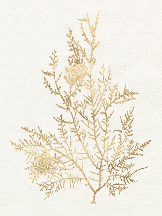 Picture of GILDED ALGAE VIII