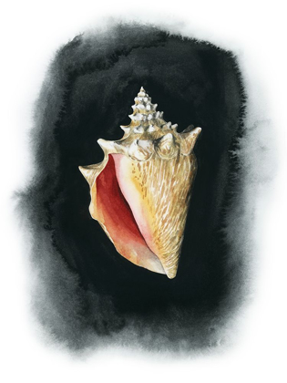 Picture of CONCH ON BLACK I