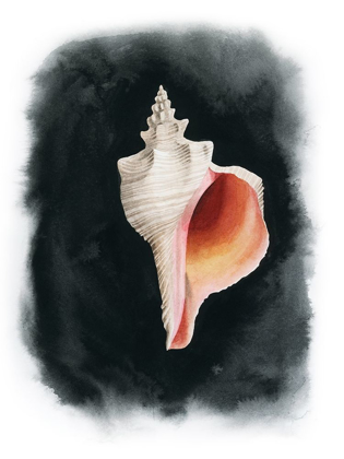 Picture of CONCH ON BLACK II