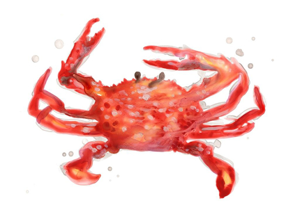 Picture of CRAB CAMEO IV