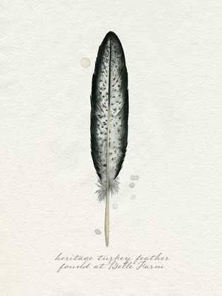 Picture of FOUND FEATHER II