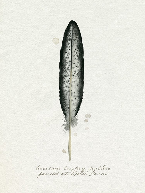 Picture of FOUND FEATHER II