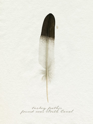 Picture of FOUND FEATHER IV