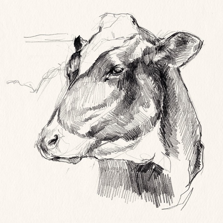 Picture of HOLSTEIN PORTRAIT SKETCH II