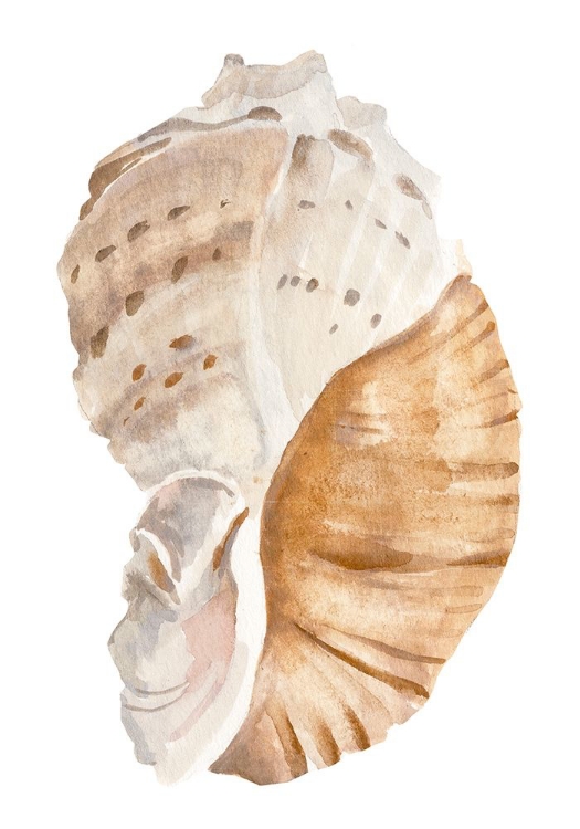 Picture of SEASHELL I