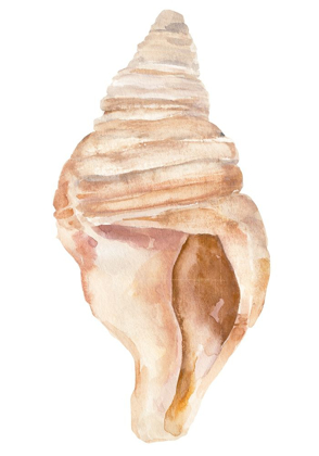 Picture of SEASHELL II