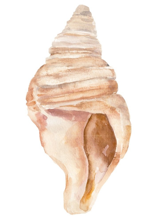 Picture of SEASHELL II