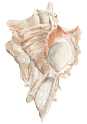 Picture of SEASHELL IV