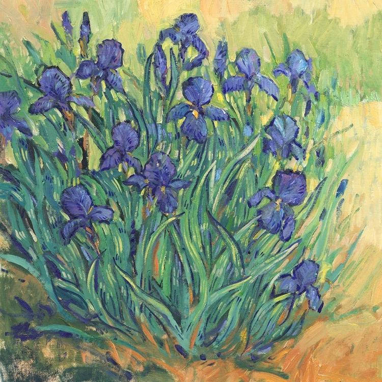 Picture of IRISES IN BLOOM II