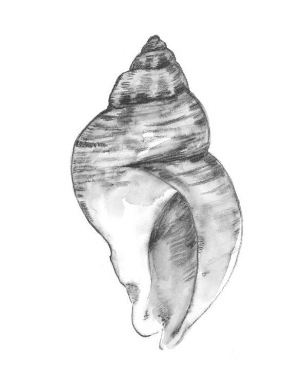 Picture of QUIET CONCH I