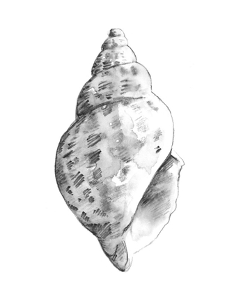 Picture of QUIET CONCH II