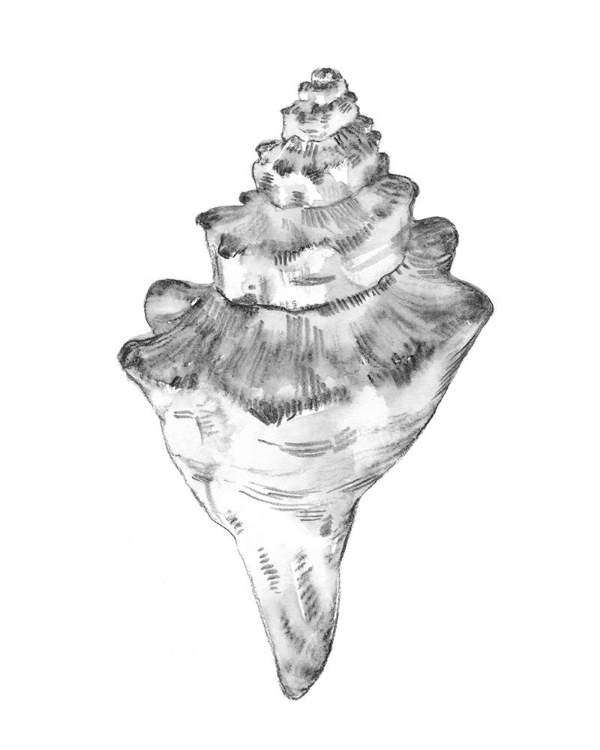 Picture of QUIET CONCH III