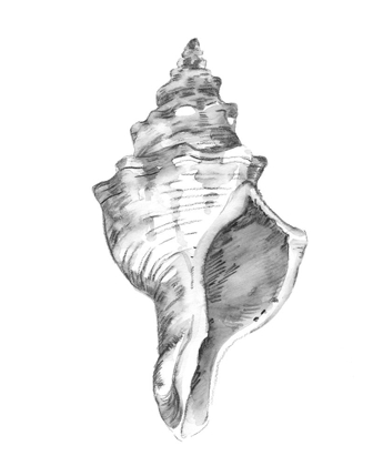 Picture of QUIET CONCH IV