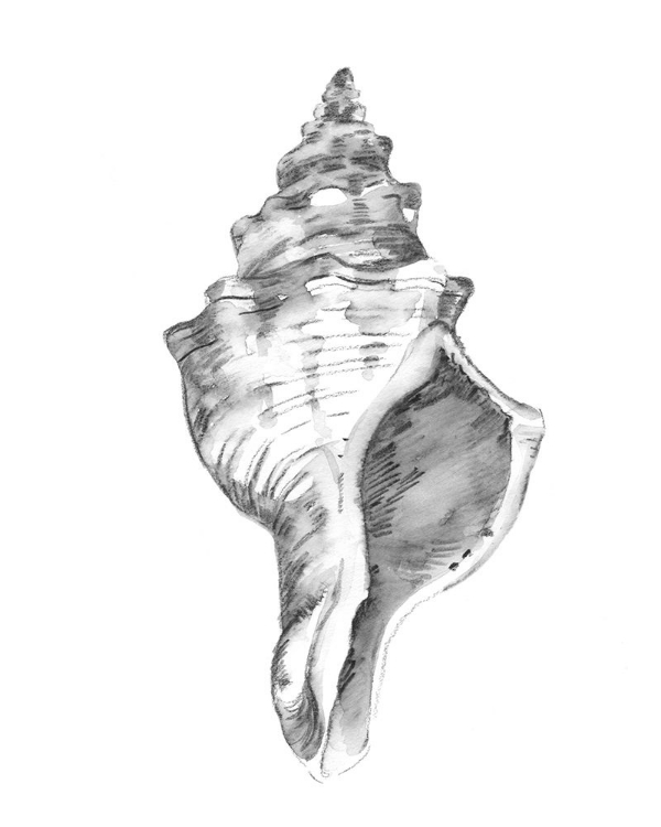 Picture of QUIET CONCH IV