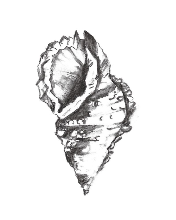 Picture of SEASHELL STUDY I