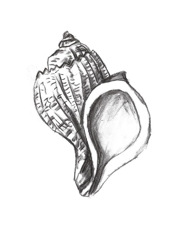 Picture of SEASHELL STUDY II