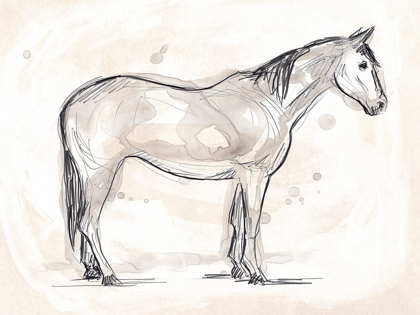 Picture of VINTAGE EQUINE SKETCH II