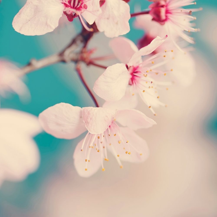 Picture of SPRING BLOSSOMS