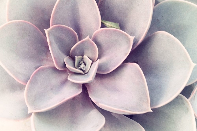 Picture of PURPLE SUCCULENT 