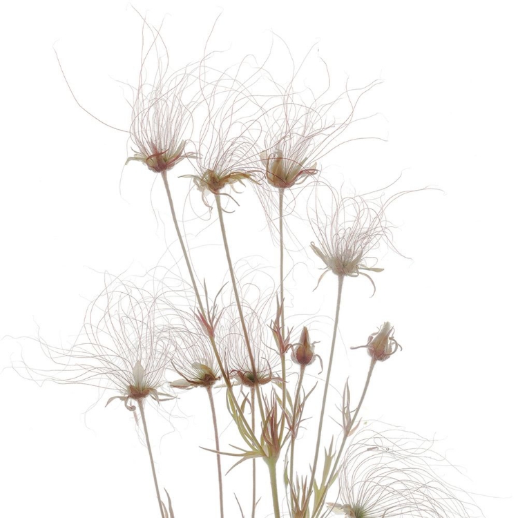 Picture of GEUM SEED HEADS 