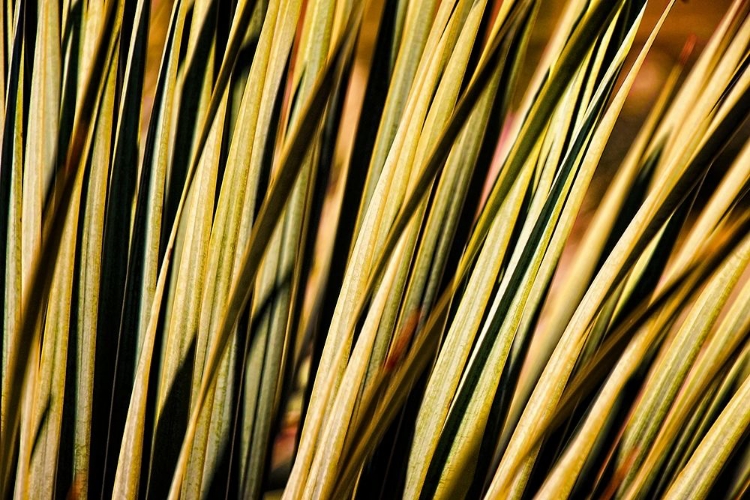 Picture of DESERT GRASSES II