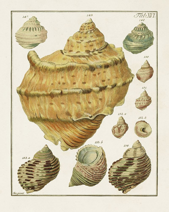 Picture of PASTEL SHELL PAIR I